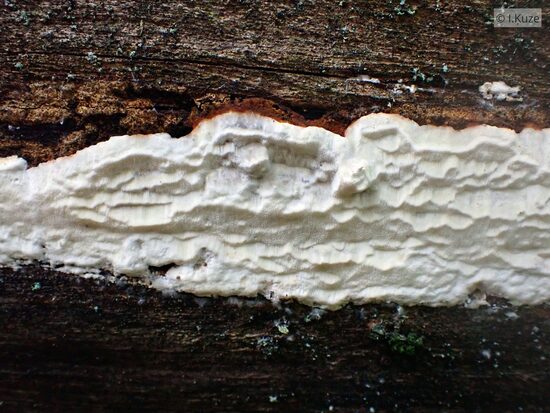 Skeletocutis stellae